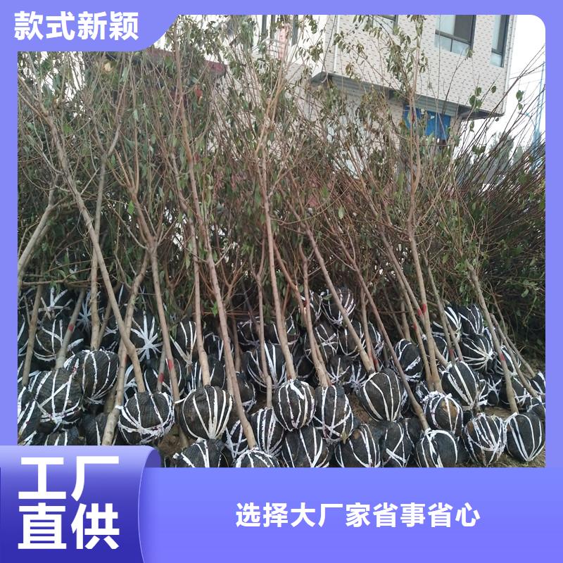 杏 【梨树苗】专业设计-轩园园艺场(湖南省分公司)