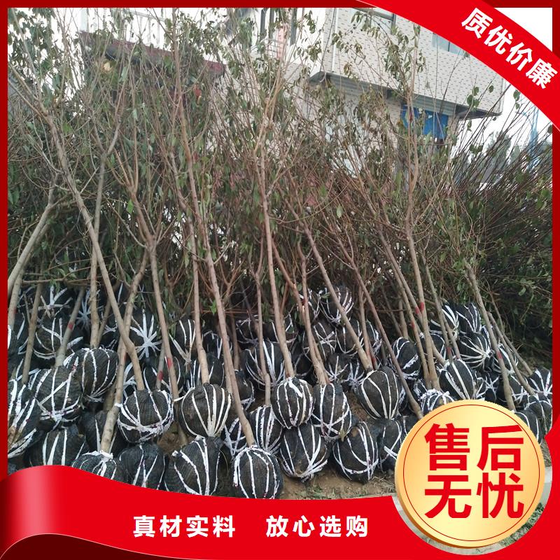 梨树苗-视频-湖南省轩园梨树苗可服务区域长沙|湘西|常德|邵阳等