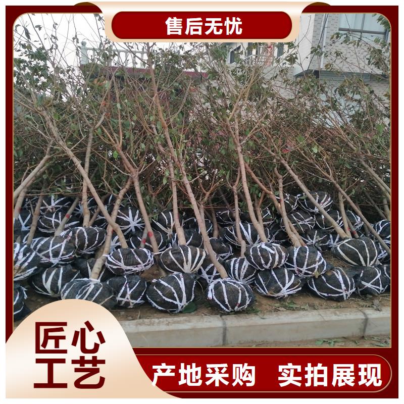 杏 【梨树苗】专业设计
