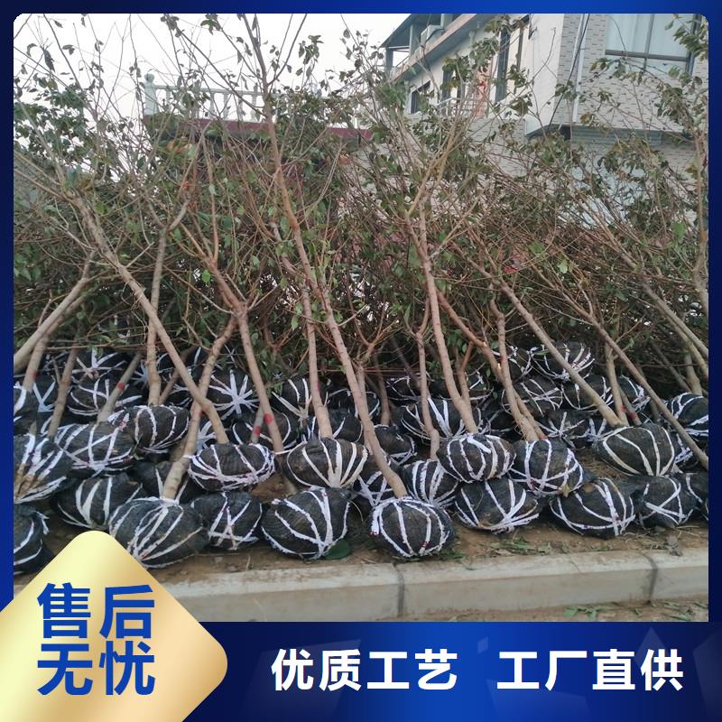 【杏】板栗苗多种规格可选