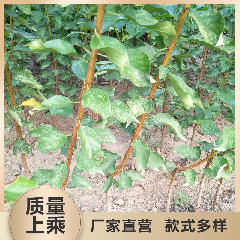 杏 【梨树苗】专业设计由轩园为您