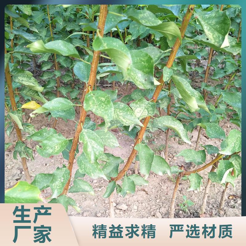 杏蘋果苗一站式采購方便省心