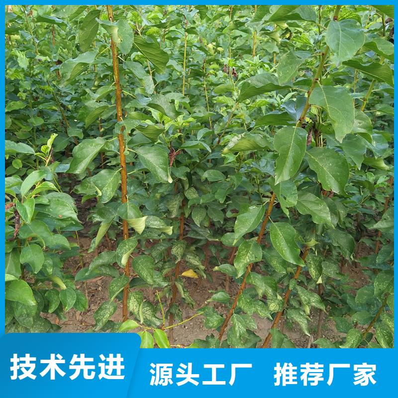 杏 【梨树苗】专业设计