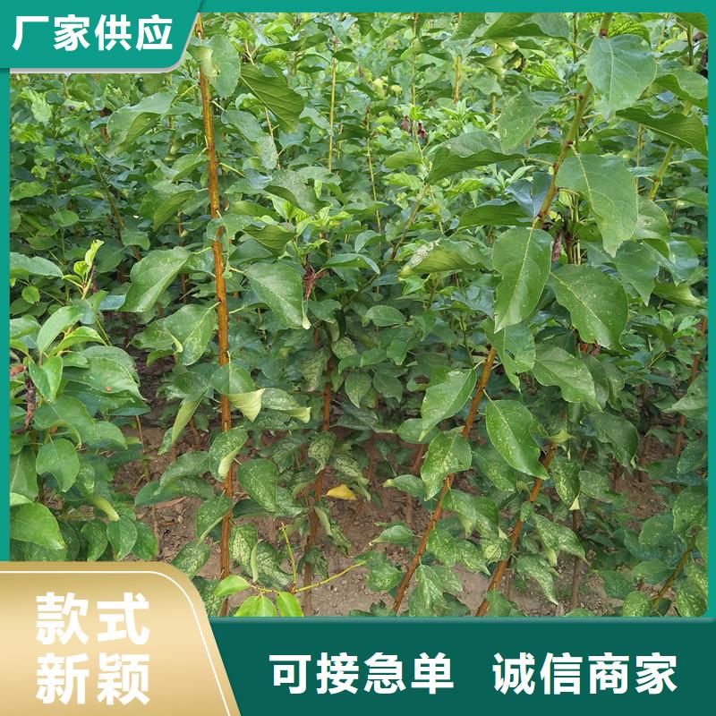 【 杏-杏树苗有口皆碑】 轩园园艺场(阜新市分公司)