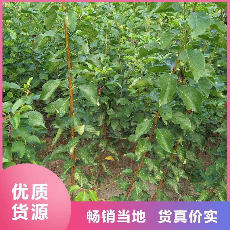 杏-獼猴桃苗市場行情