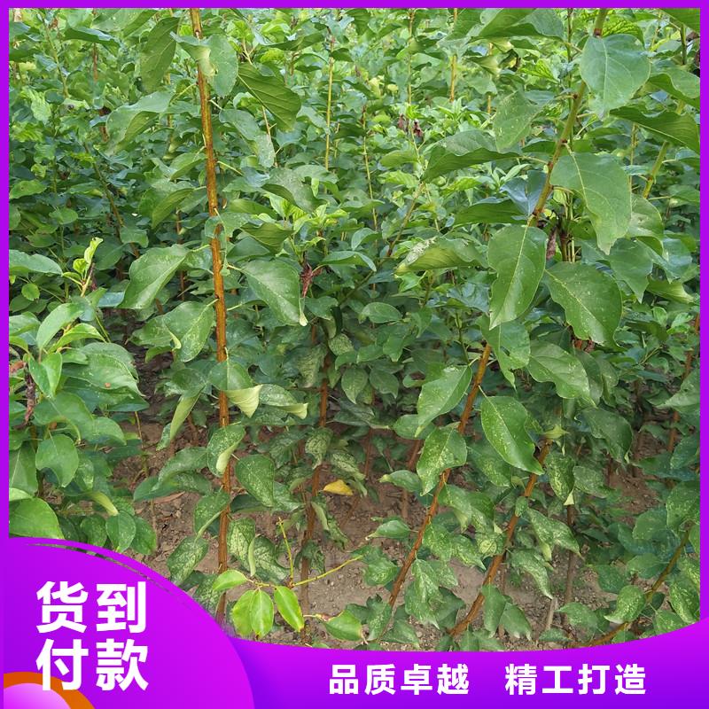 梨树苗-视频-甘肃省武威市|古浪|民勤|临夏|酒泉|嘉峪关|平凉|金昌梨树苗-轩园