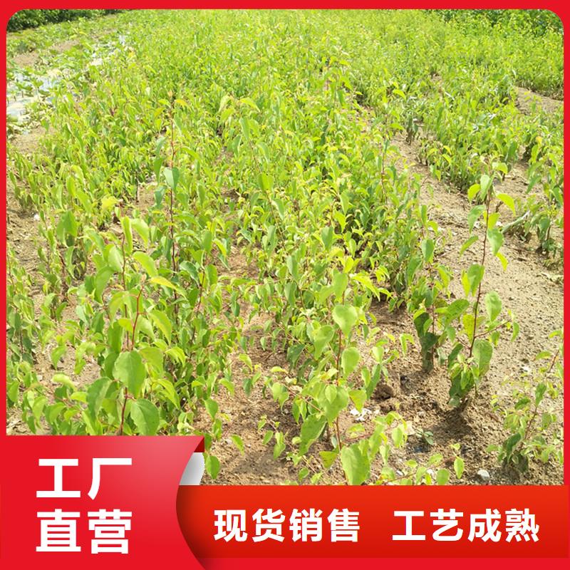 【杏】-樱桃苗多年行业经验