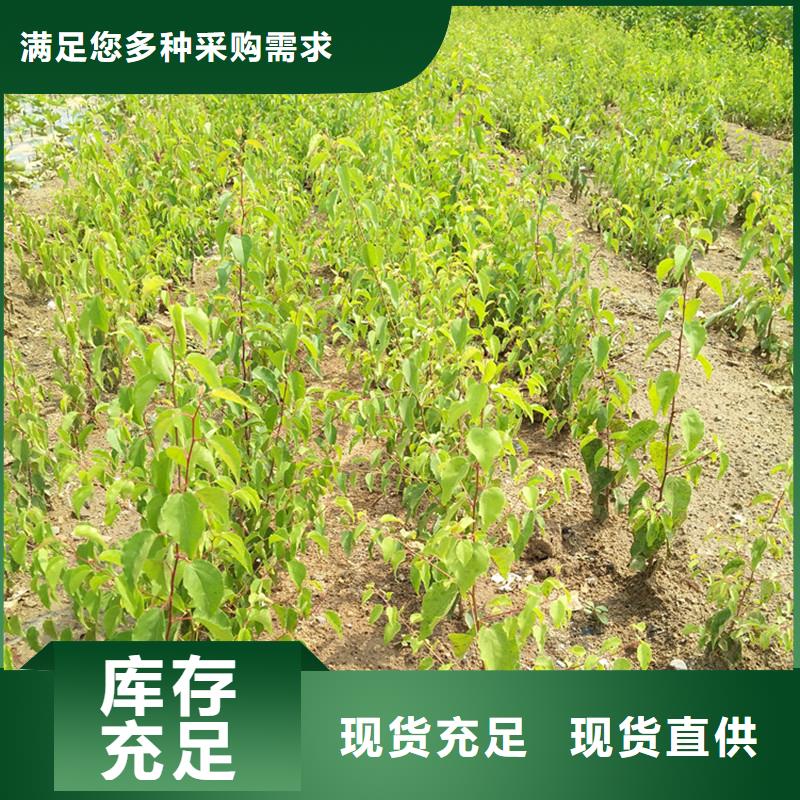 杏苹果苗一站式采购方便省心