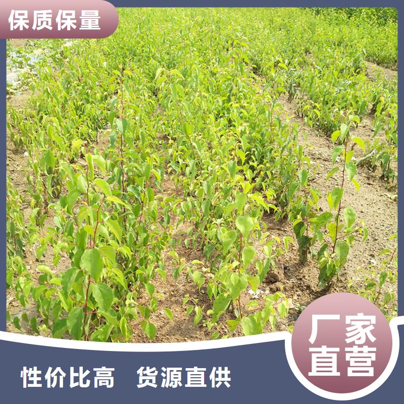 杏樱桃苗品类齐全