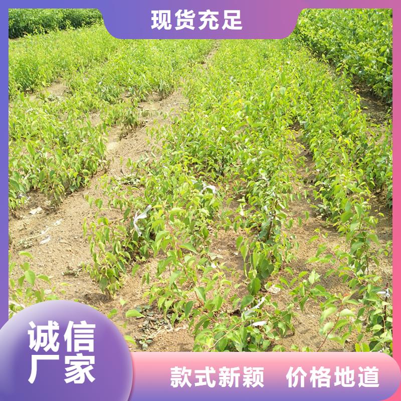 梨树苗视频-梨树苗_湖南省市场覆盖益阳|湘潭|怀化|湘西|郴州|邵阳|长沙等
