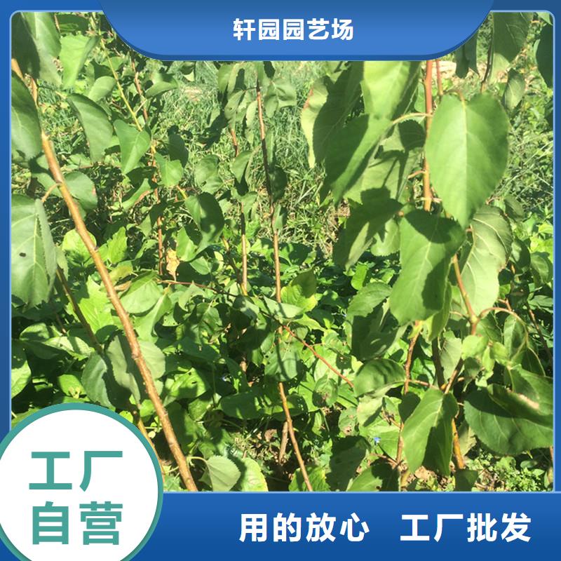 杏 【梨树苗】专业设计由轩园为您