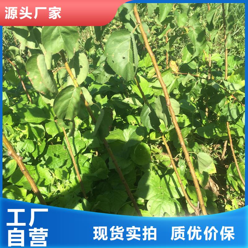【杏】_红石榴苗基地质量三包