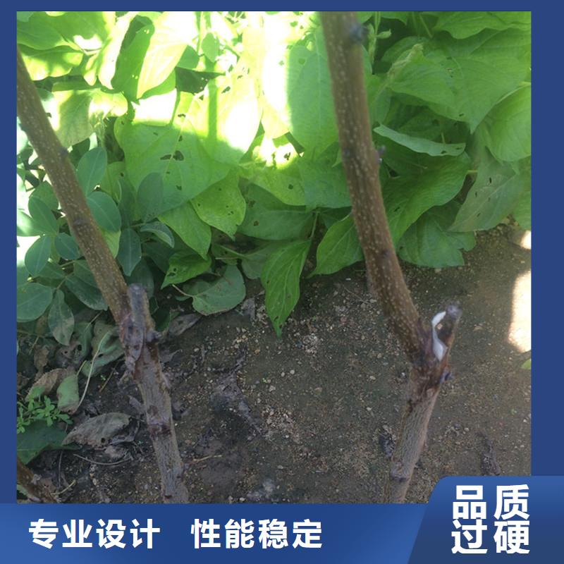 杏苹果苗一站式采购方便省心