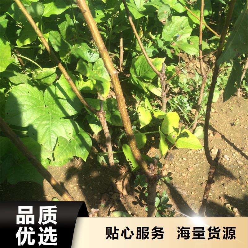 杏,嘎啦蘋果定金鎖價