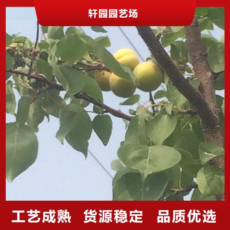 杏无花果苗厂家批发价