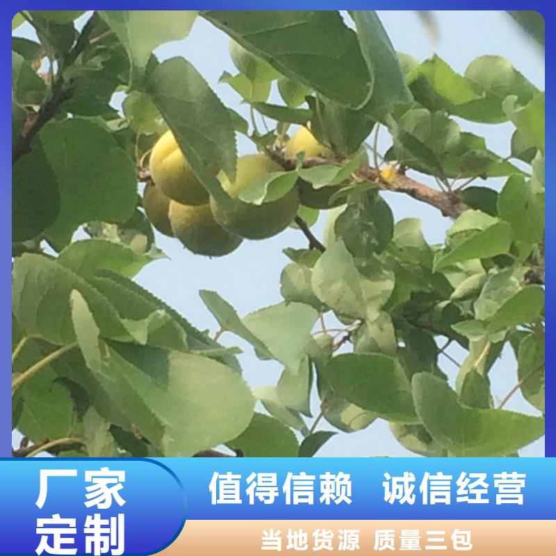 杏_桃树苗品质服务