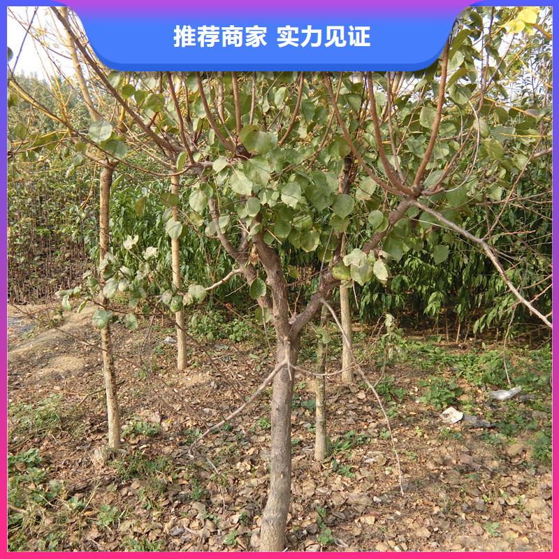 杏,嘎啦蘋果定金鎖價
