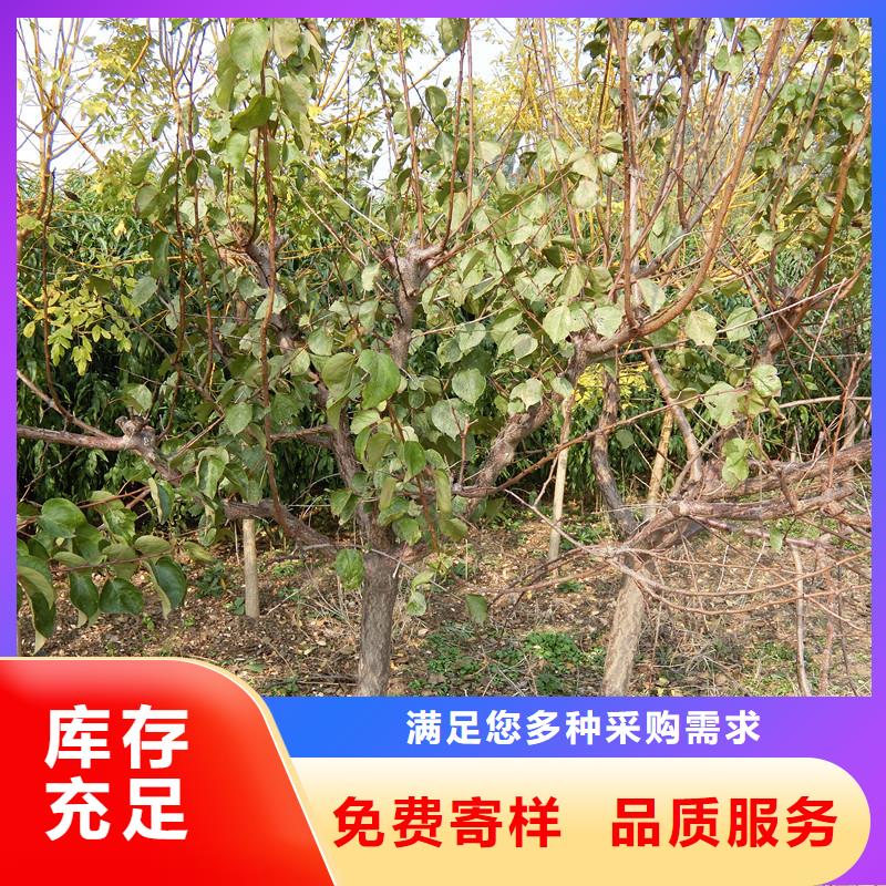 杏樱桃苗品类齐全