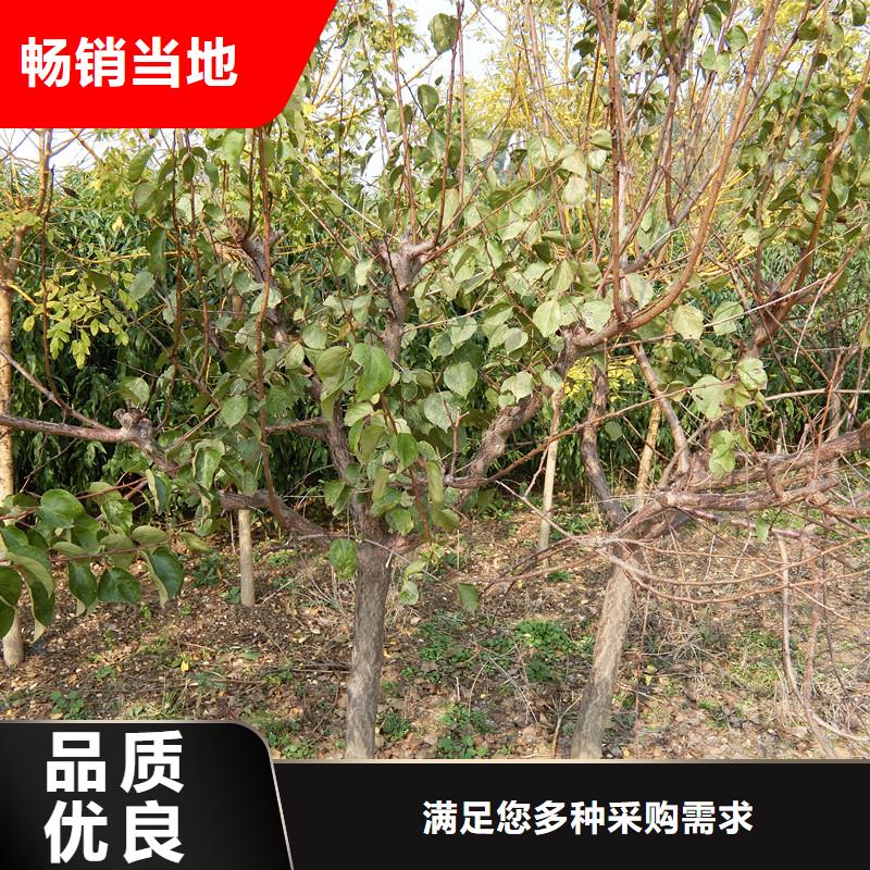 梨树苗轩园【 杏-杏树苗有口皆碑】