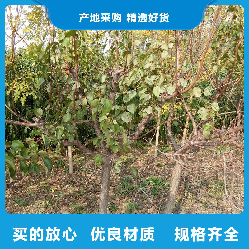 杏,嘎啦蘋果定金鎖價