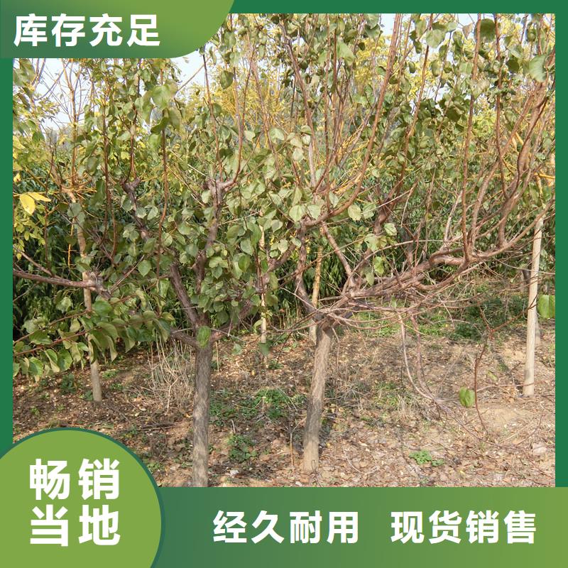 梨树苗视频-梨树苗_湖南省市场覆盖益阳|湘潭|怀化|湘西|郴州|邵阳|长沙等