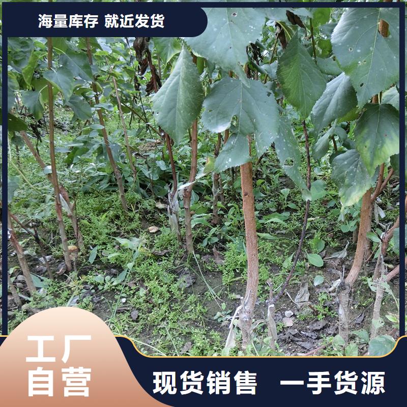 杏苹果苗值得买