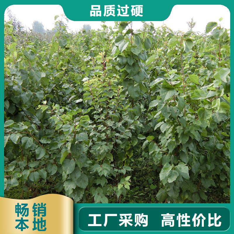 杏 【梨树苗】专业设计由轩园为您