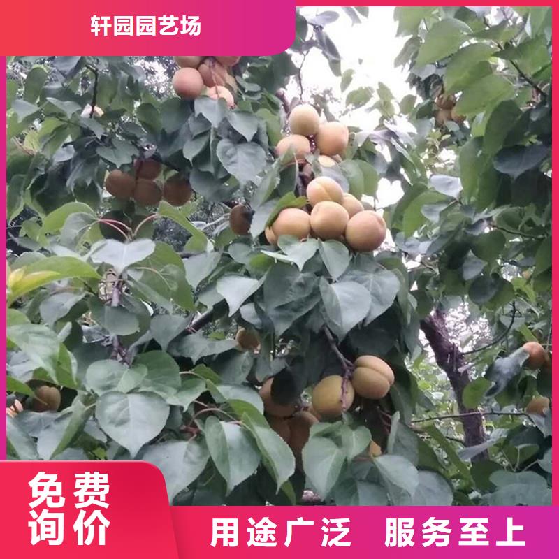【 杏-杏树苗有口皆碑】 轩园园艺场(阜新市分公司)