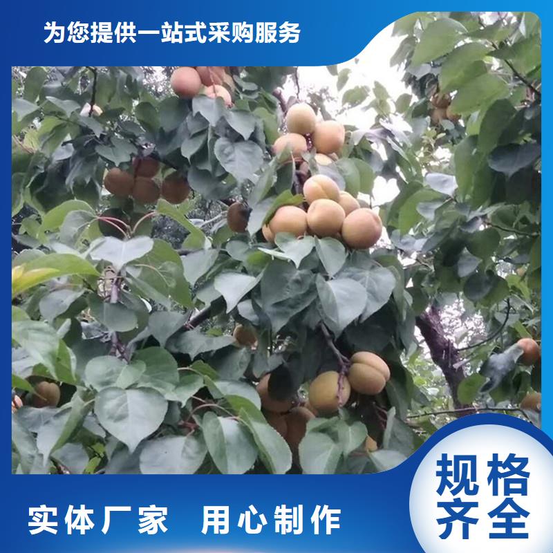 梨树苗-视频-甘肃省武威市|古浪|民勤|临夏|酒泉|嘉峪关|平凉|金昌梨树苗-轩园