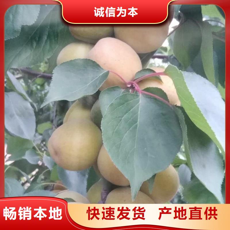 杏无花果苗厂家批发价