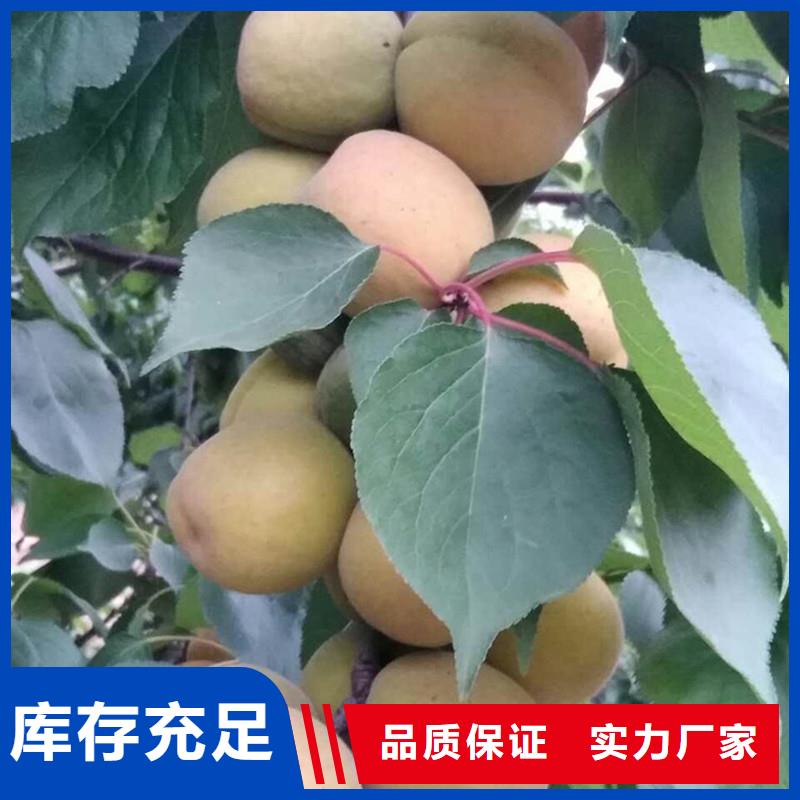 轩园梨树苗【杏】板栗苗多种规格可选