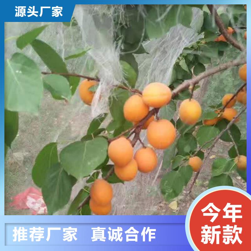 【杏】板栗苗多种规格可选