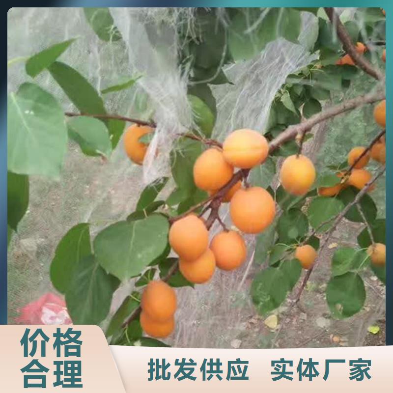 珍珠油杏树苗现挖苗现发货