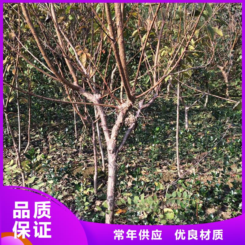 杏_苹果苗真材实料诚信经营