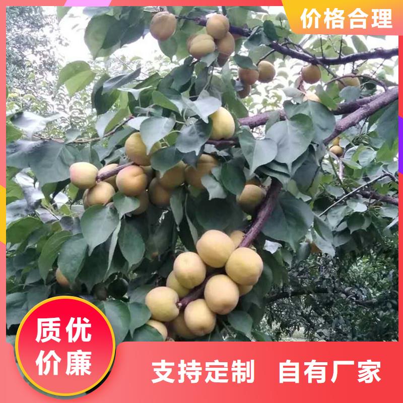 杏櫻桃苗層層質檢