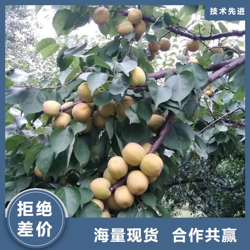 杏苹果苗一站式采购方便省心