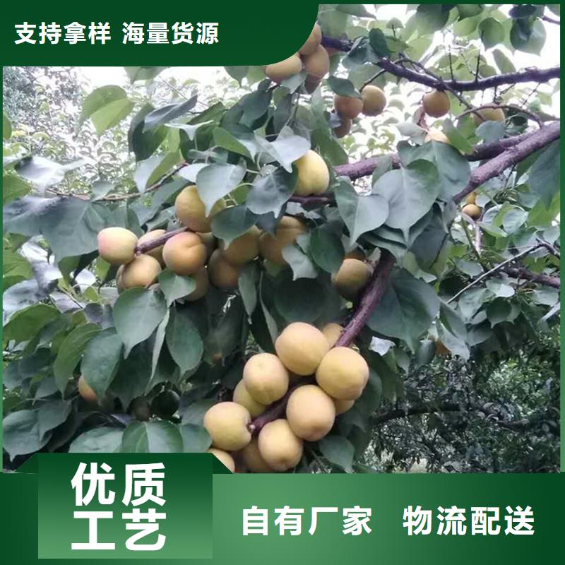 杏 【梨树苗】专业设计-轩园园艺场(湖南省分公司)