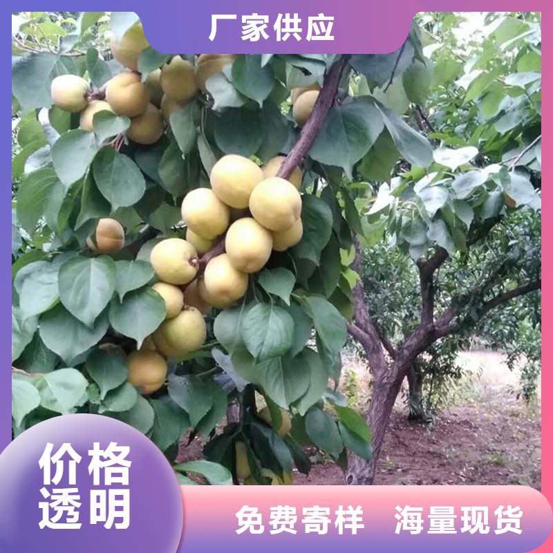 杏_蘋果苗真材實料誠信經營