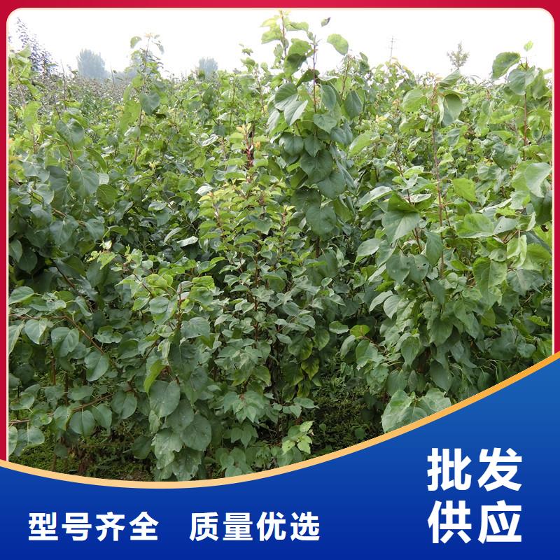 【杏】_红石榴苗基地质量三包