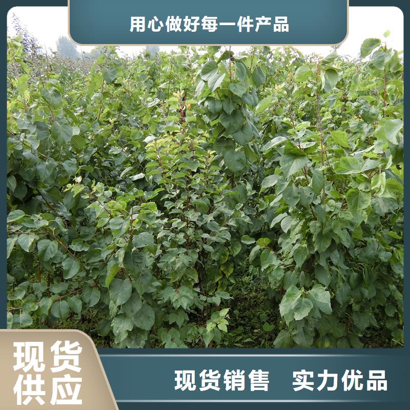 杏_苹果苗真材实料诚信经营