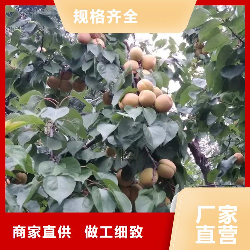 杏蘋果苗超產品在細節