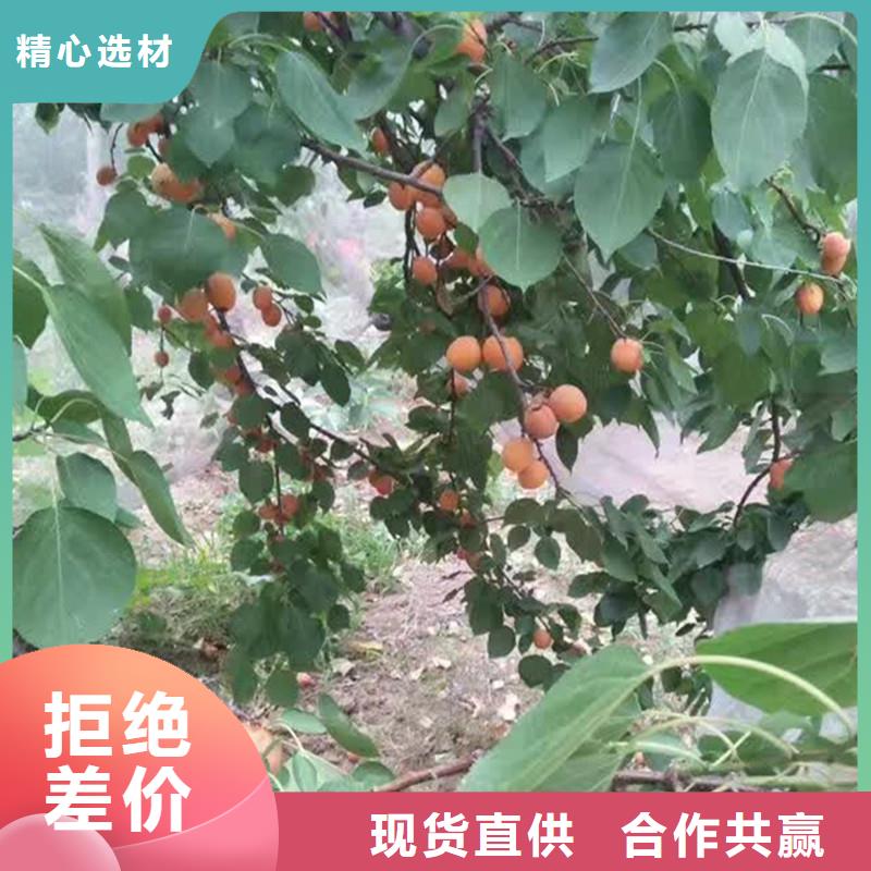 杏苹果苗值得买