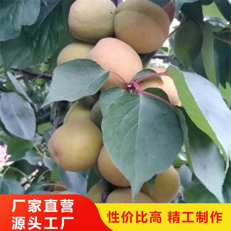 轩园梨树苗【杏】板栗苗多种规格可选
