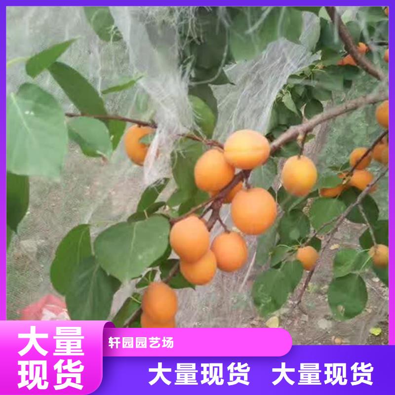 杏无花果苗工艺层层把关