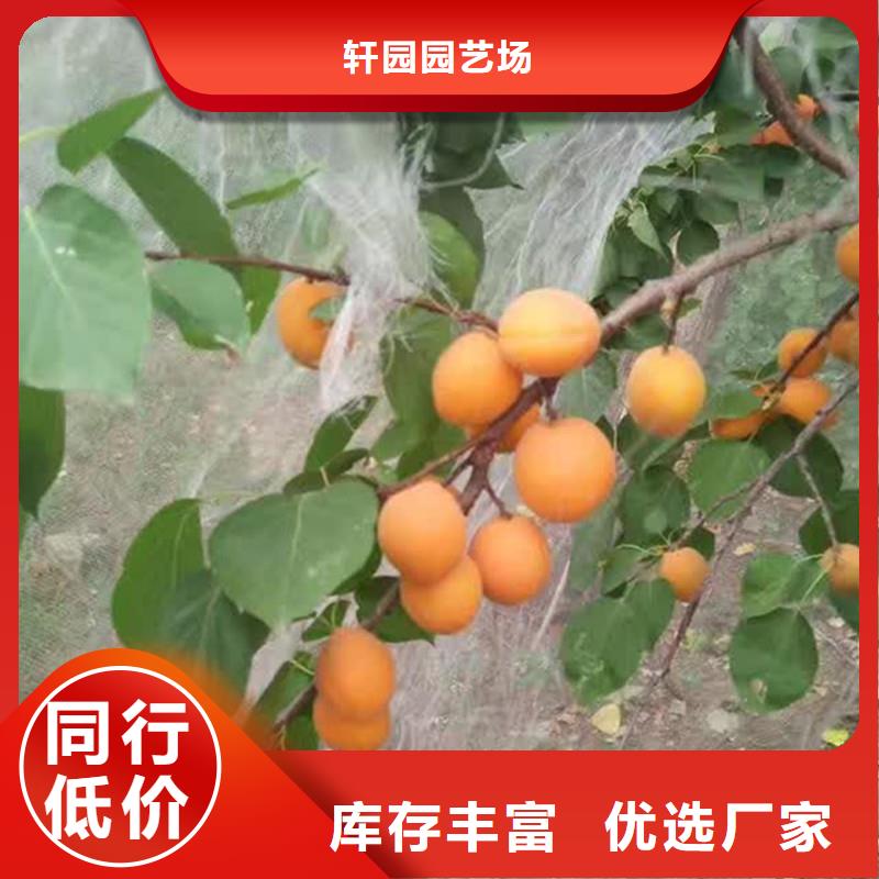 杏_蘋果苗真材實料誠信經營