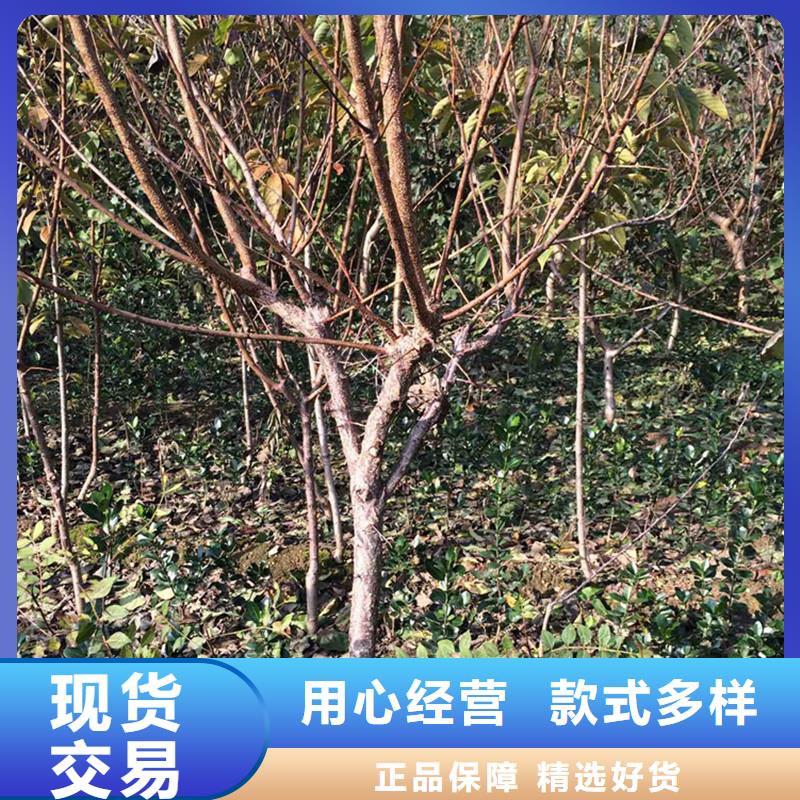 杏-嘎啦苹果敢与同行比质量
