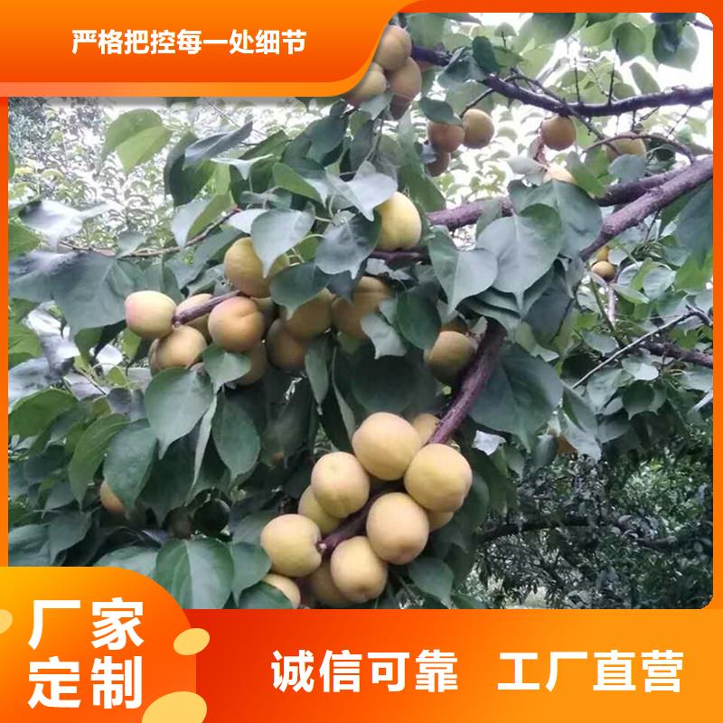 杏,苹果苗质检合格出厂