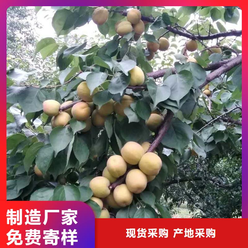 【 杏-杏树苗有口皆碑】 轩园园艺场(阜新市分公司)