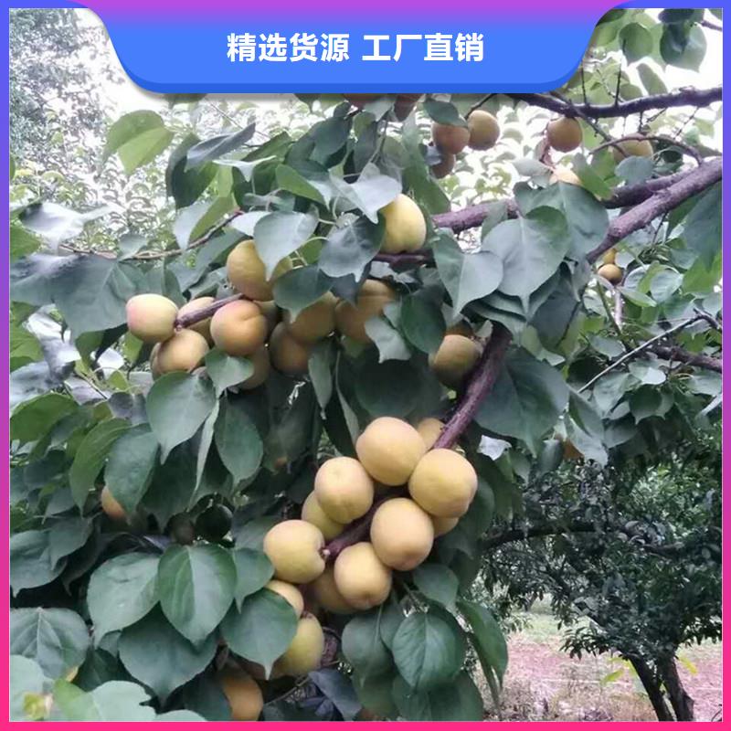 【杏】板栗苗多种规格可选