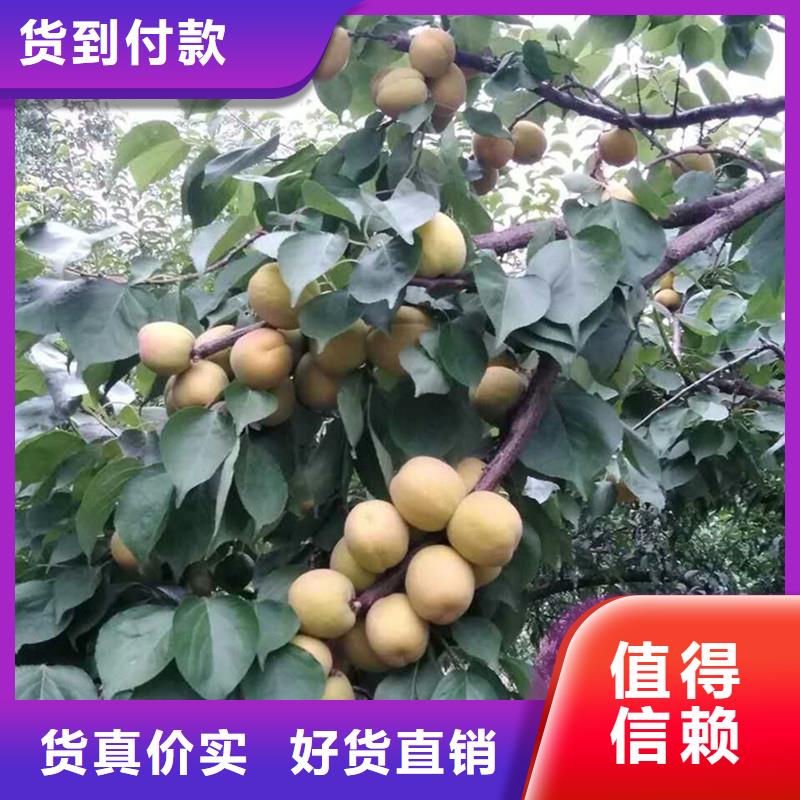 杏无花果苗工艺层层把关